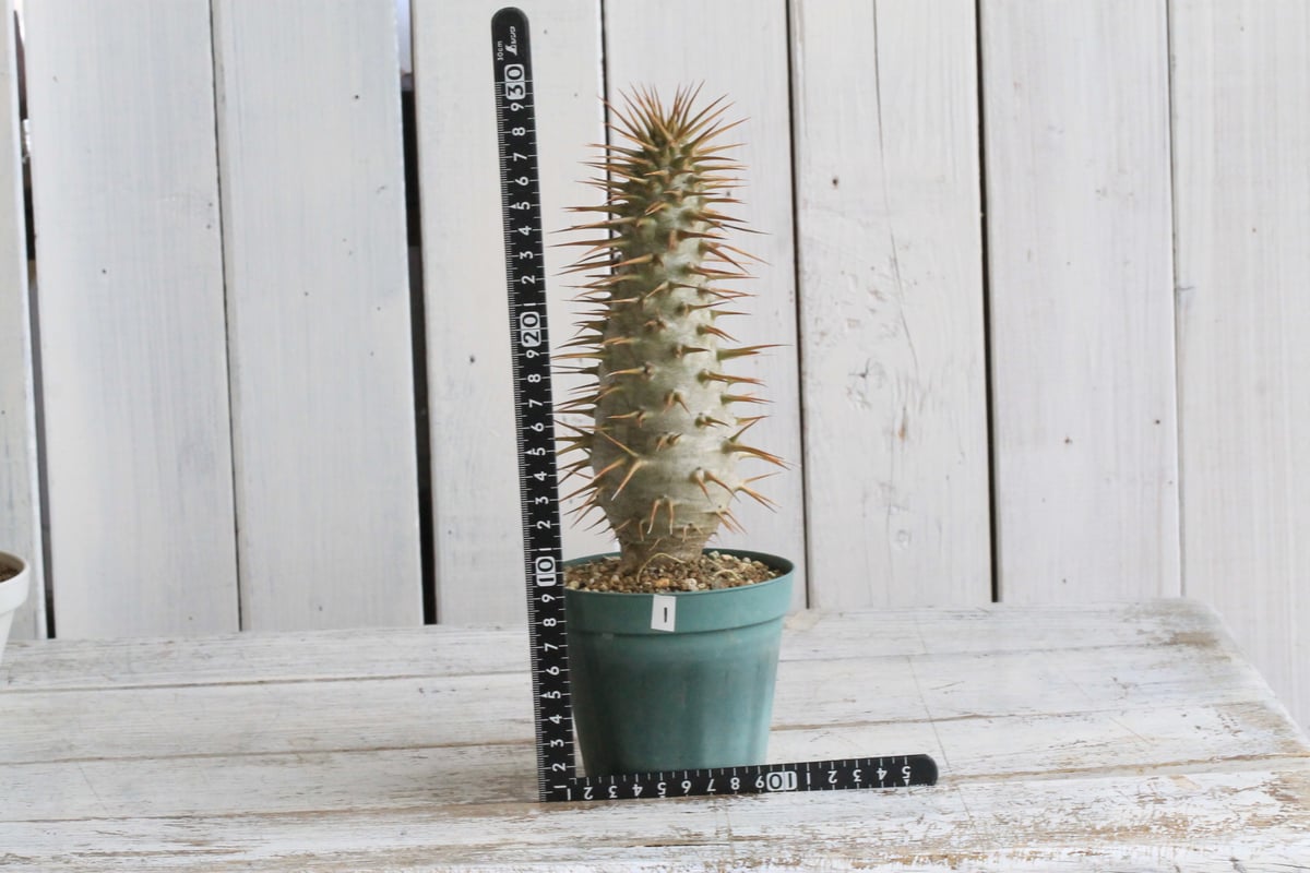 fit=scale-down,w=1200