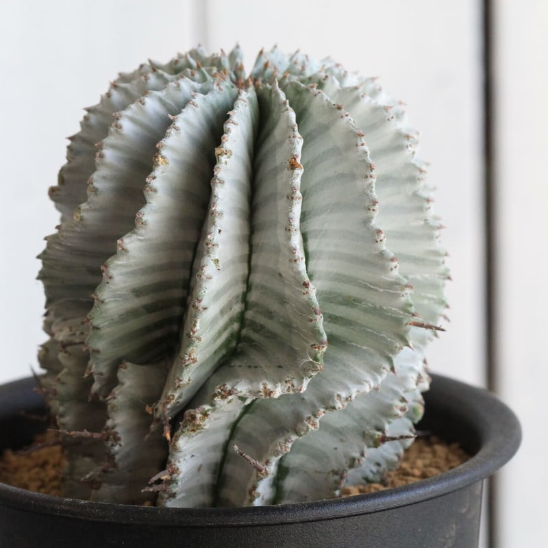 ユーフォルビア　ホリダ ホワイトゼブラ　ホワイトストリアータ　白衣　超極白　⑧ ユーフォルビア ホリダ ホワイトゼブラ ホワイトストリアータ 白衣 超