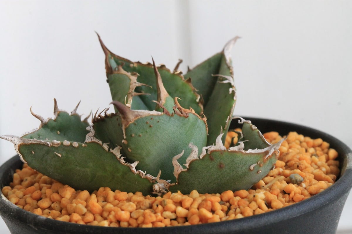 アガベ チタノタ ジュエル 超ブツブツ スタッズ アガベ チタノタ