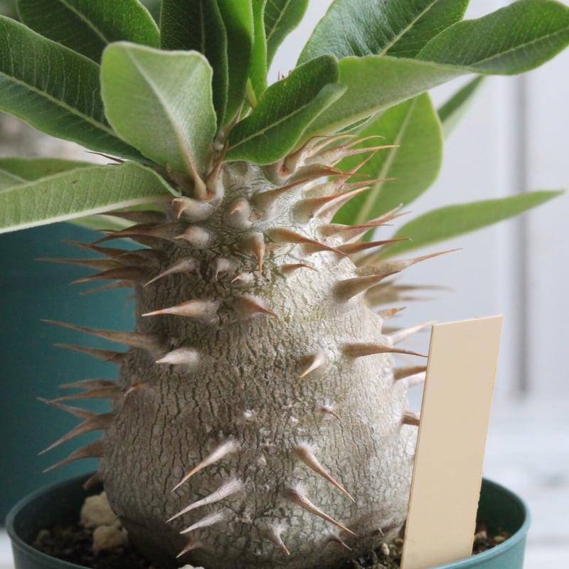 パキポディウム ラウヒー 実生③ | hanayoshi-botanical