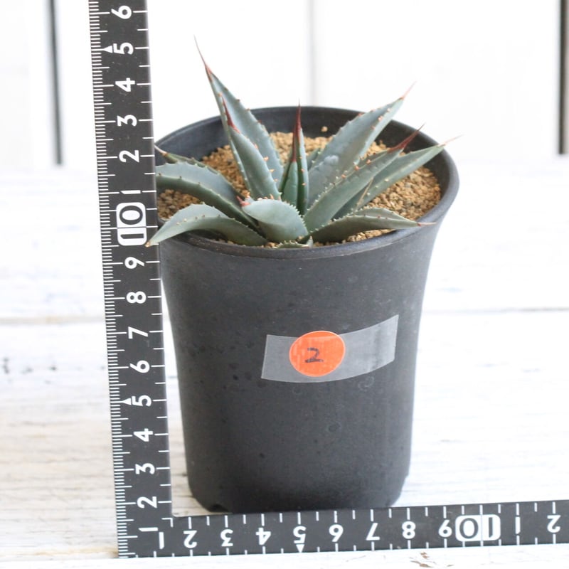 アガベ ユタエンシス ネバデンシス 実生 | hanayoshi-botanical