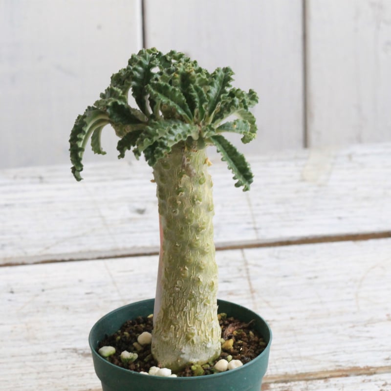 bK21のアデニウムo4 ドルステニア ラブラニー（メス） bK21のアデニウムo4 ドルステニア ラブラニー（メス） bK21の