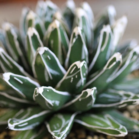 agave victoriae-reginae 児玉姫笹の雪