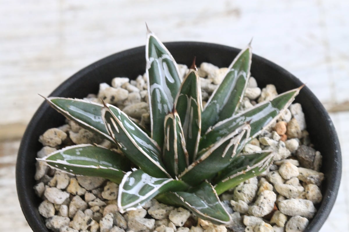 アガベ 特選笹の雪 NO-1 | hanayoshi-botanical