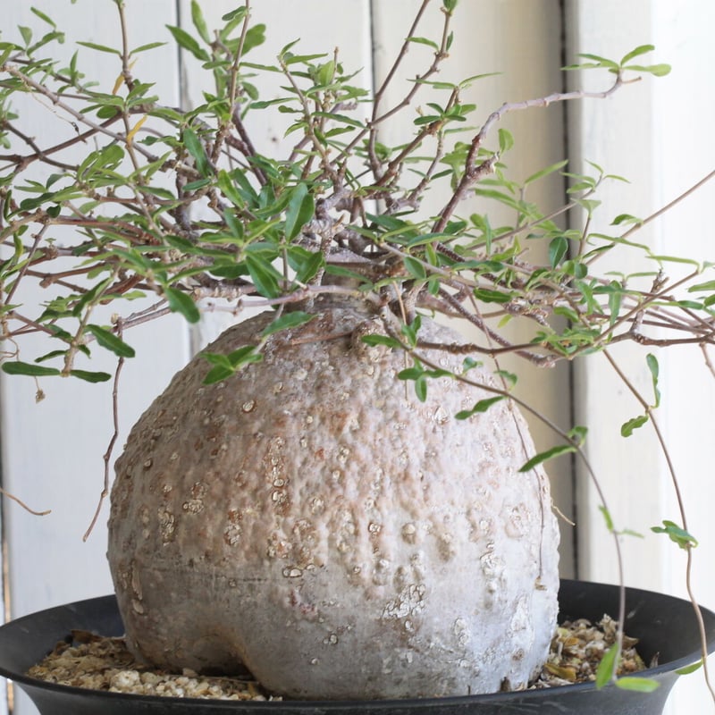 フォッケア エデュリス（火星人） | hanayoshi-botanical