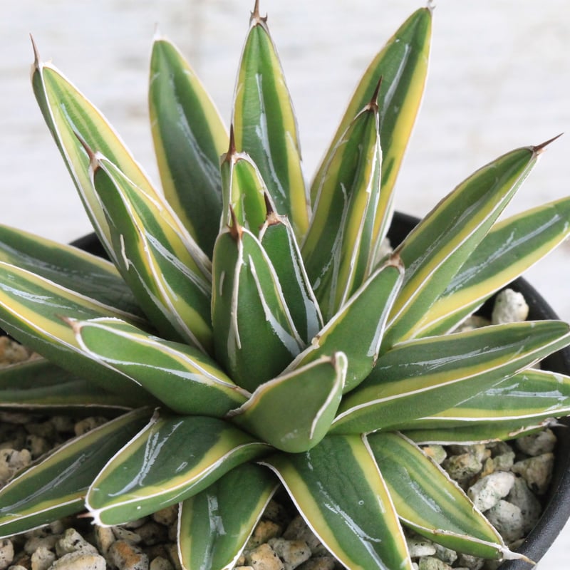 アガベ 姫笹の雪錦 ② | hanayoshi-botanical