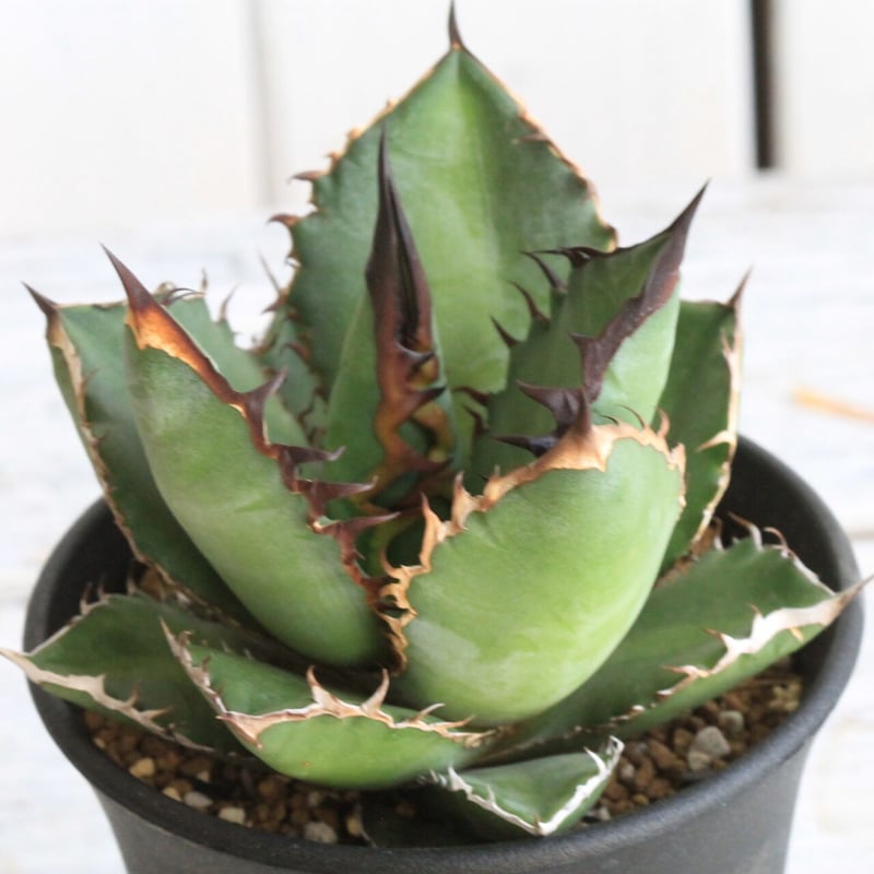 アガベ チタノタ ブラックファイヤー 黒火焰 | hanayoshi-botanical