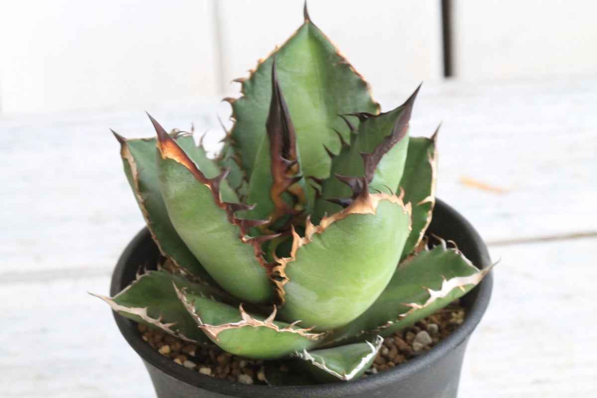 アガベ チタノタ ブラックファイヤー 黒火焰 | hanayoshi-botanical