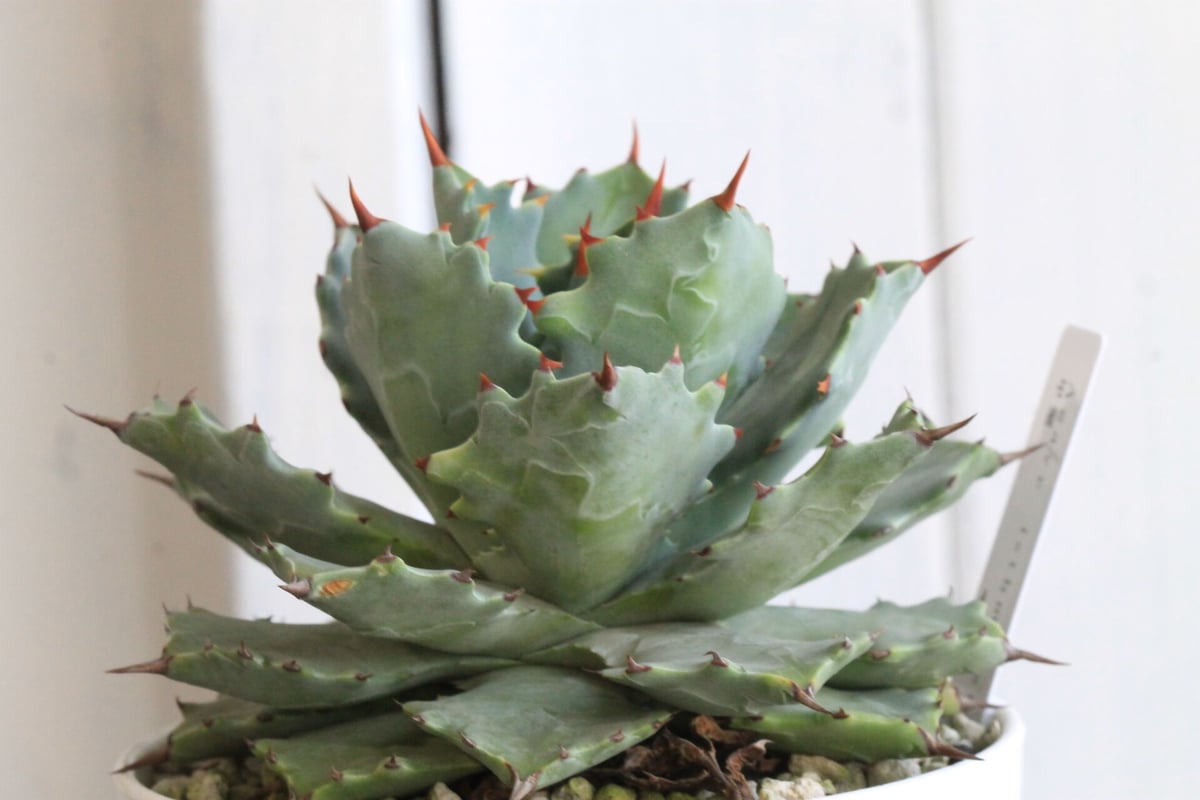 現品】甲蟹×血雨 イシスメンシス ハイブリッドアガベ hybrid Agave