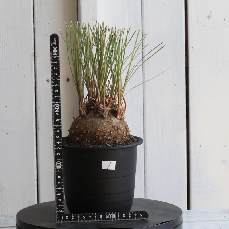 カリバナス フーケリー | hanayoshi-botanical