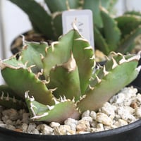 アガベ 氷山 | hanayoshi-botanical アガベ 氷山 | hanayoshi-botanical