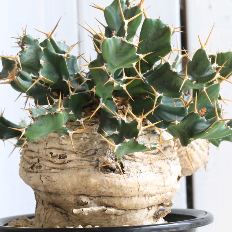 ユーフォルビア クラビゲラ | hanayoshi-botanical