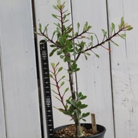 コミフォラ カタフ ターカネンシス 現地球① | hanayoshi-botanical