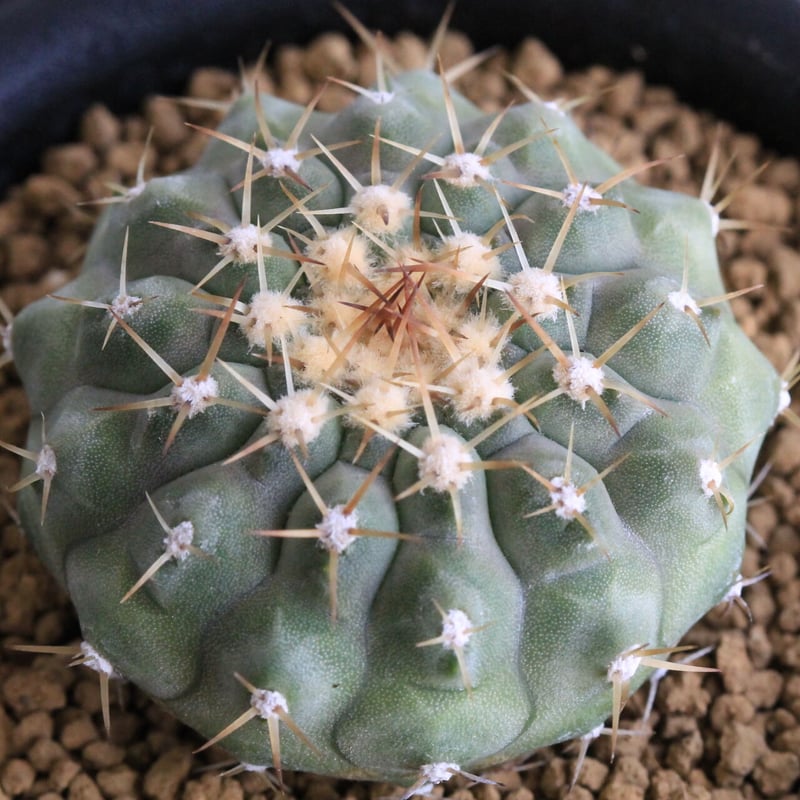 コピアポア コルムナ アルバ（実生） | hanayoshi-botanical