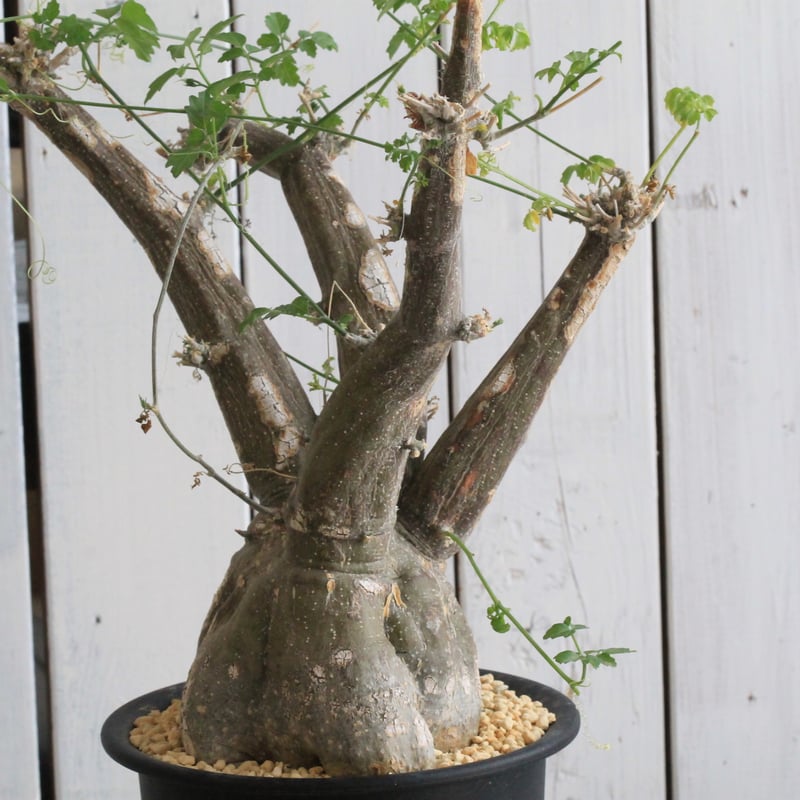 モモルディカ ロストラータ | hanayoshi-botanical