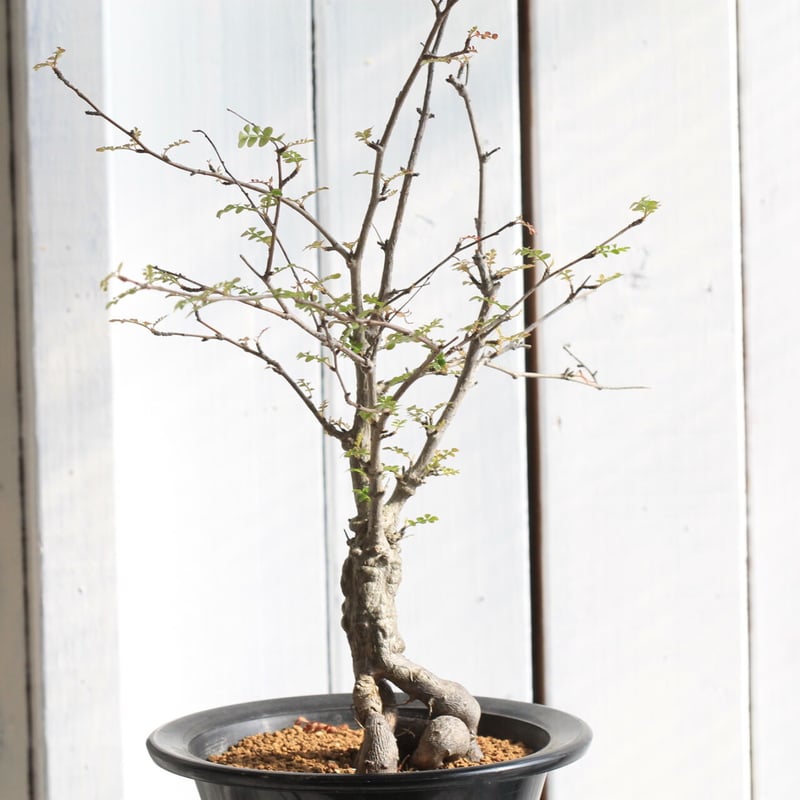 オペルクリカリア デカリー | hanayoshi-botanical