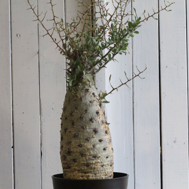 フォークイエリア コルムナリス観峰玉 | hanayoshi-botanical