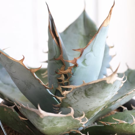Agave titaota whit ice