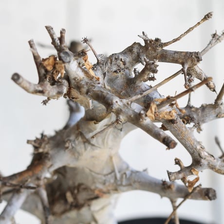 Comiphora holtziana  ホルトジアナ