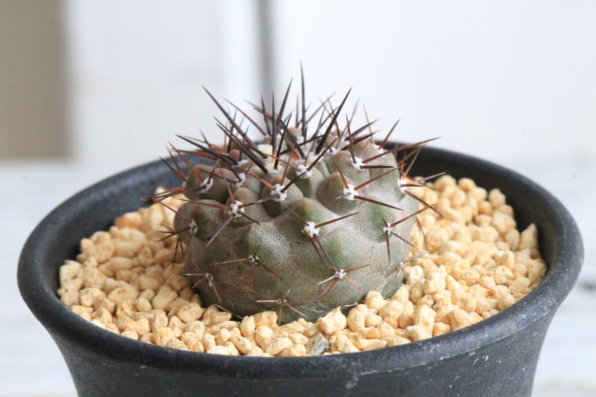 孤竜丸　現地球　コピアポア　シネレア　コルムナアルバ コピアポア シネレア コルムナアルバ 弧竜丸（実生） | hanayoshi