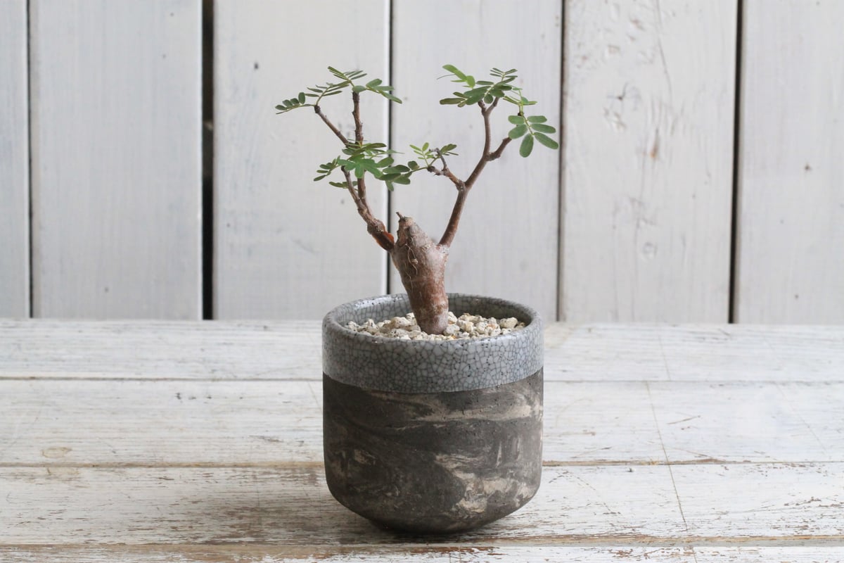 鉢ごと発送】センナ メリディオナリス 実生 S10 Senna meridionalis