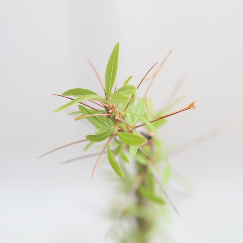 フォークイエリア プルプシー 挿し木 | hanayoshi-botanical