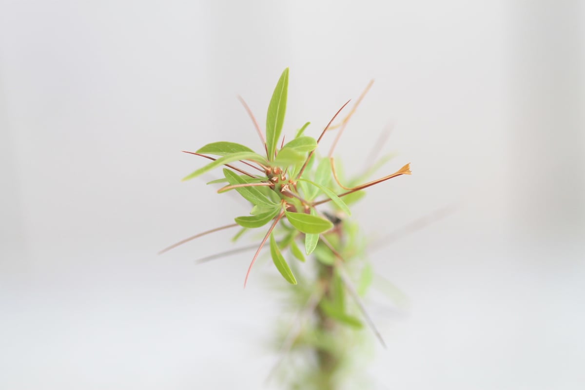 フォークイエリア プルプシー 挿し木 | hanayoshi-botanical