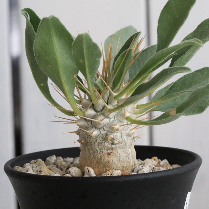 パキポディウム ナマクアナム 光堂（実生）② | hanayoshi-botanical