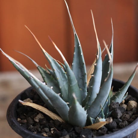 Agave  utahensis eborispina  ユタエンシス　エボリスピナ