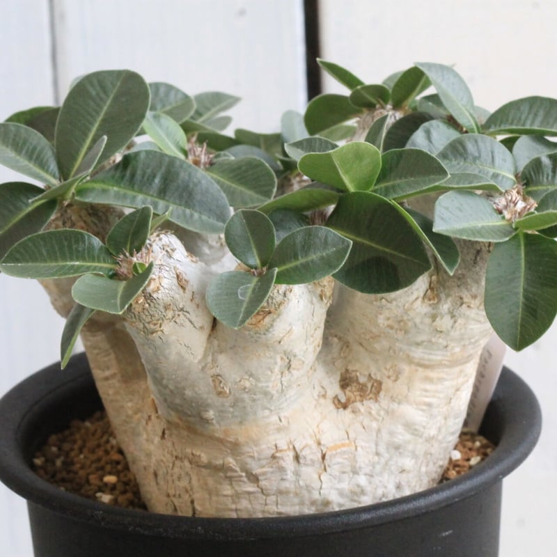 パキポディウム エブレネウム | hanayoshi-botanical