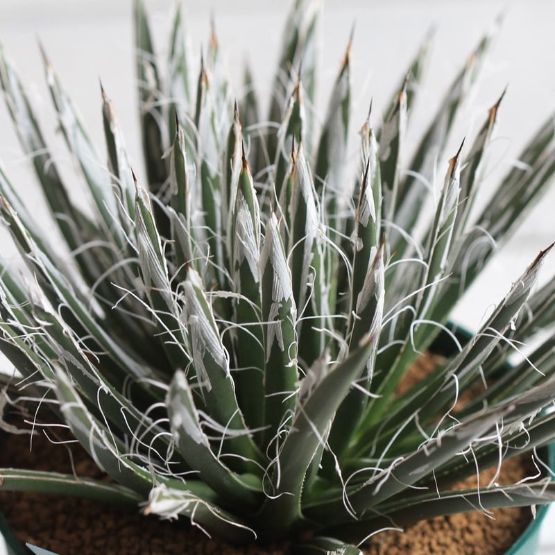 極品アガべ樹氷濃白株多肉植物  17cm Agave 樹氷 | hanayoshi-botanical