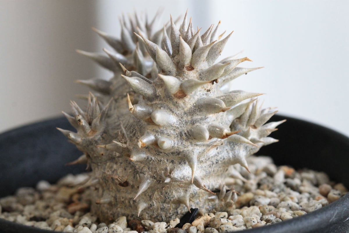 パキポディウム 恵比寿大黒 | hanayoshi-botanical