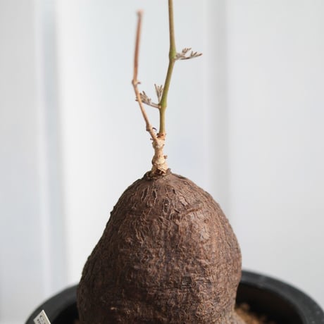 キフォステンマ　モンタグナッキー