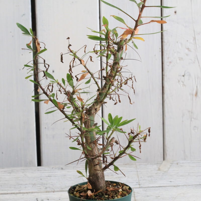 フォークイエリア ファシクラータ×プルプシー（あいのこ）挿し木