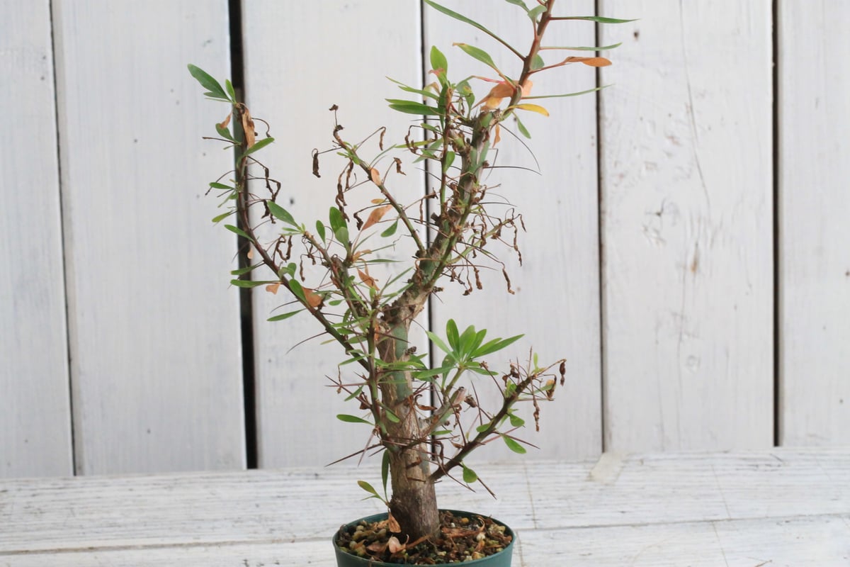 フォークイエリア ファシクラータ×プルプシー（あいのこ）挿し木