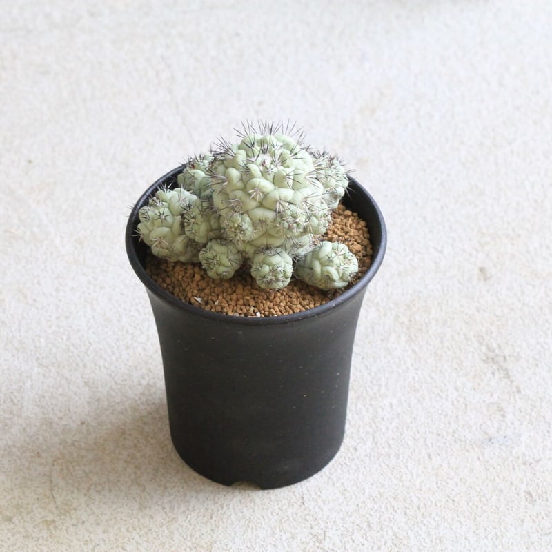 オルテゴカクタス マクドガリー | hanayoshi-botanical