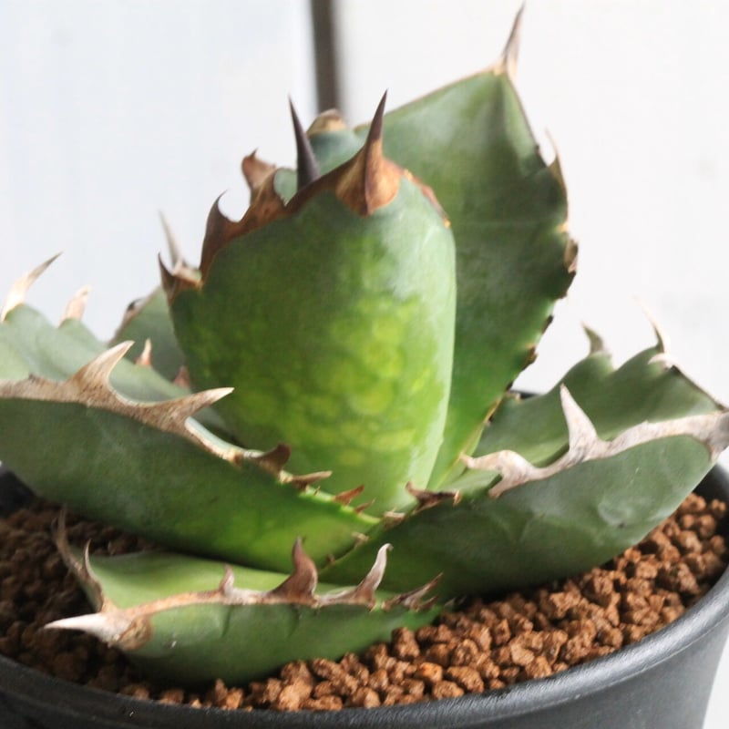 アガベ チタノタ FO76 特チェーンタイプ | hanayoshi-botanical