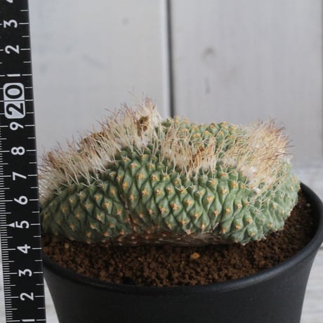 ストロンボカクタス　菊水綴化