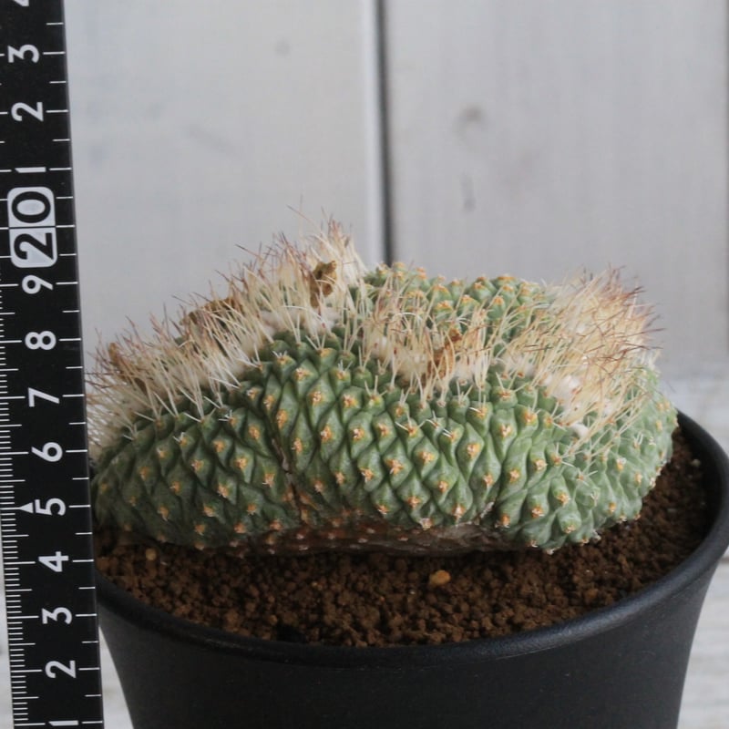 ストロンボカクタス 菊水綴化 | hanayoshi-botanical