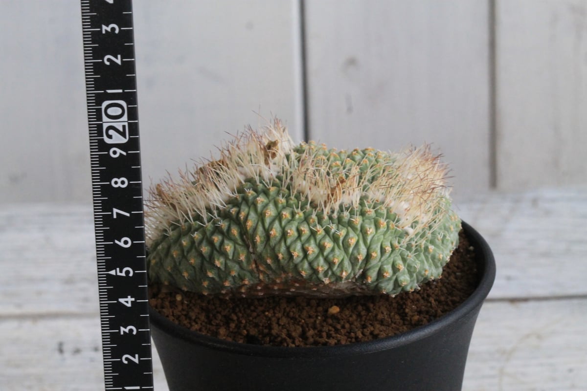 ストロンボカクタス 菊水綴化 | hanayoshi-botanical ストロンボカクタス 菊水綴化 | hanayoshi-botanical