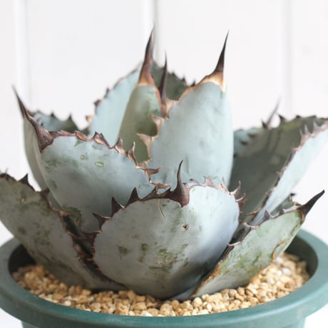 Agave titanota  ブラック＆ブルー