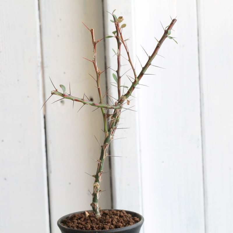 フォークイエリアファシクラータ フォークイエリアファシクラータ | STORES