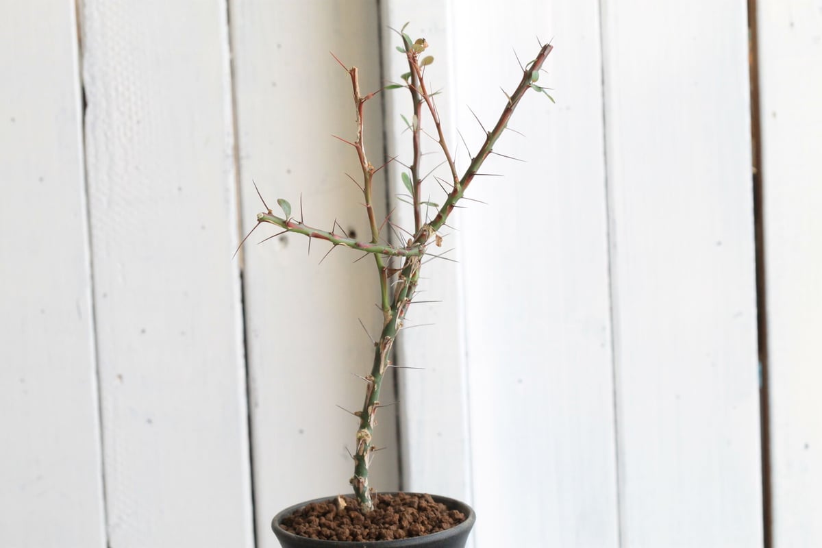 フォークイエリア　ファシクラータ フォークイエリア ファシクラータ | STELLA.PLANTS