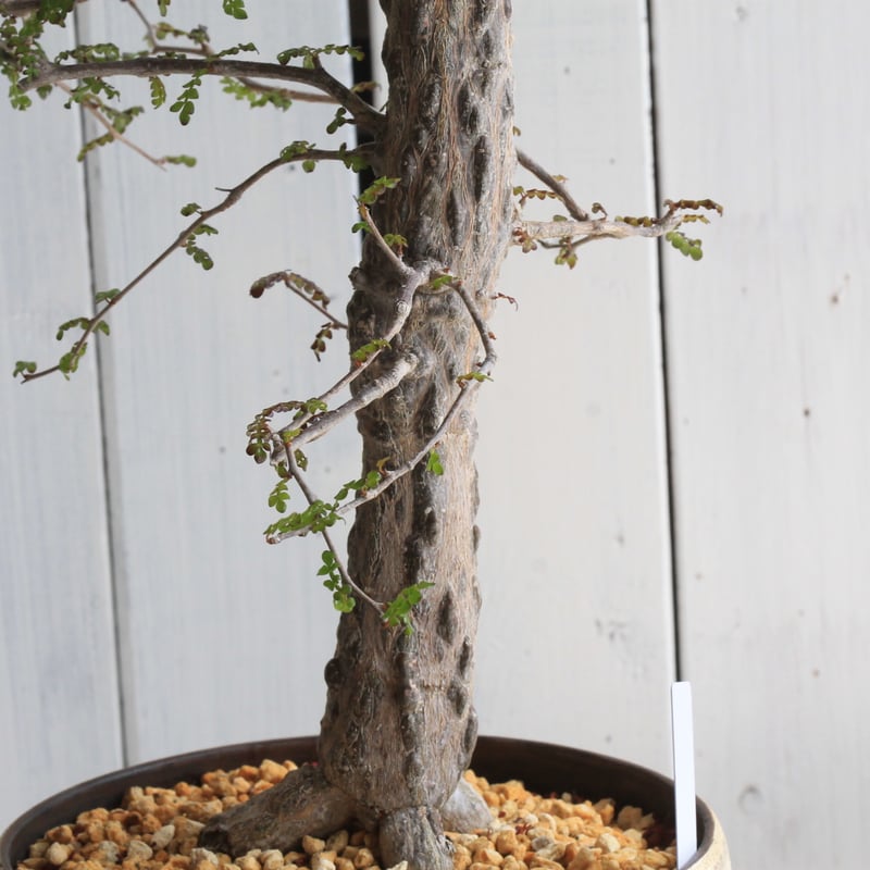 オペルクリカリア デカリー yaji²ポット | hanayoshi-botanical