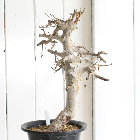 Comiphora holtziana  ホルトジアナ