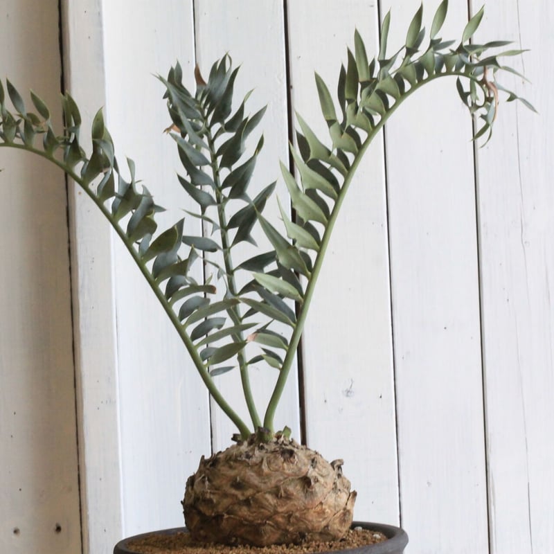 エンセファラルトス ホリダス | hanayoshi-botanical