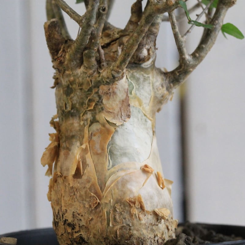 コミフォラ フンベルティ | hanayoshi-botanical