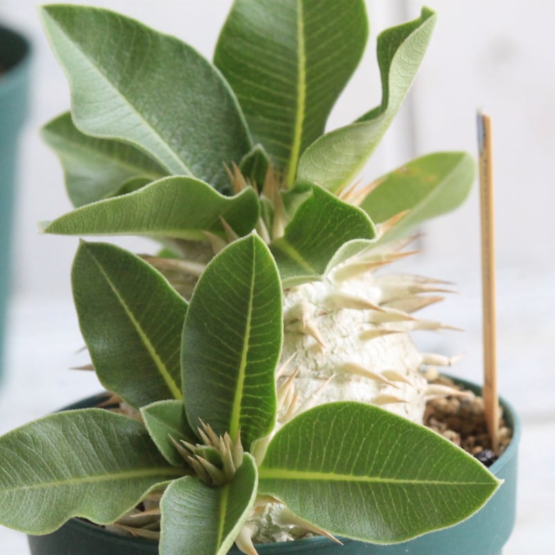 パキポディウム レウコキサンツム 実生 | hanayoshi-botanical