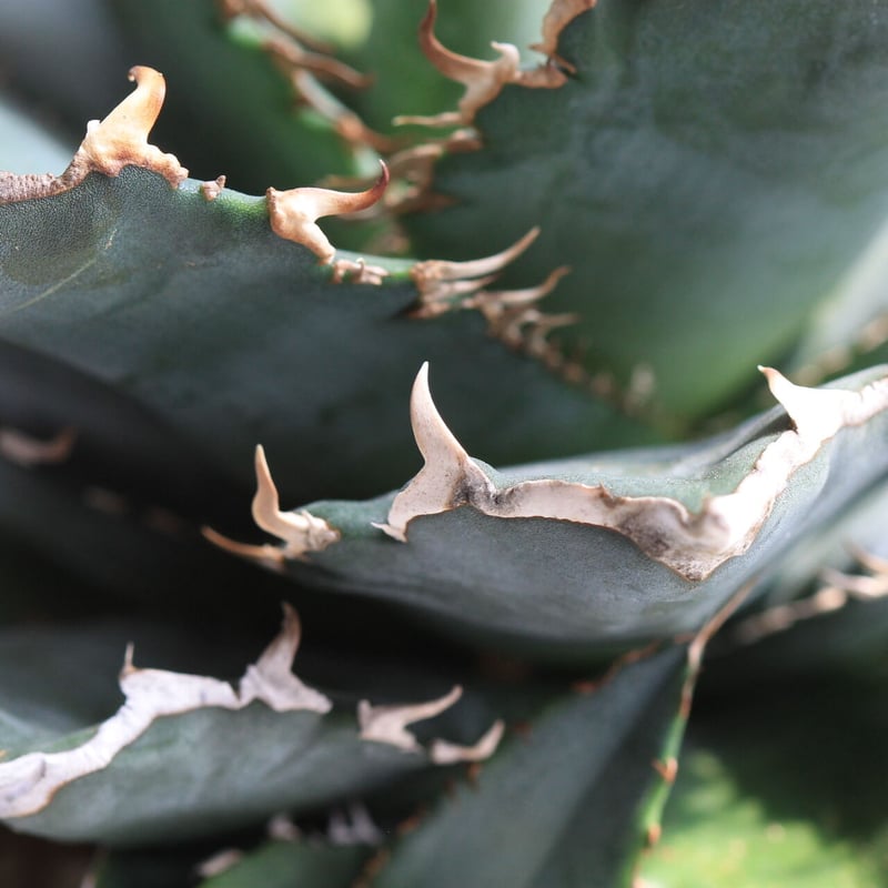アガベ チタノタ 厳竜 | hanayoshi-botanical