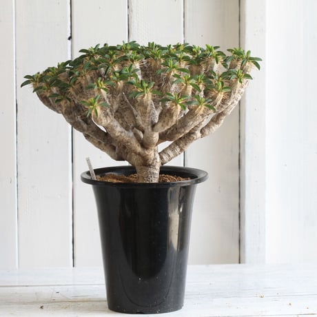 Euphorbia guillauminiana ギラウミニアナ